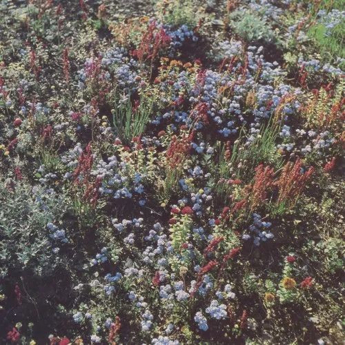 Haarlem · Daktuin