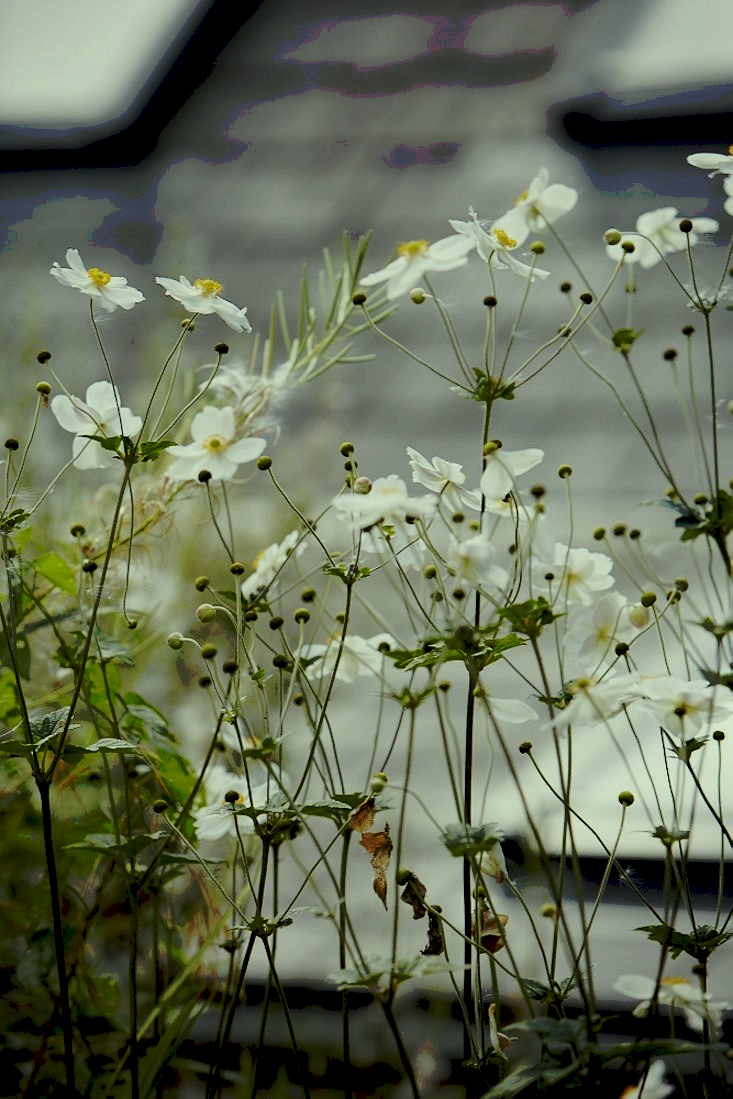 Kindvriendelijke aan water gelegen tuin met Japanse invloeden