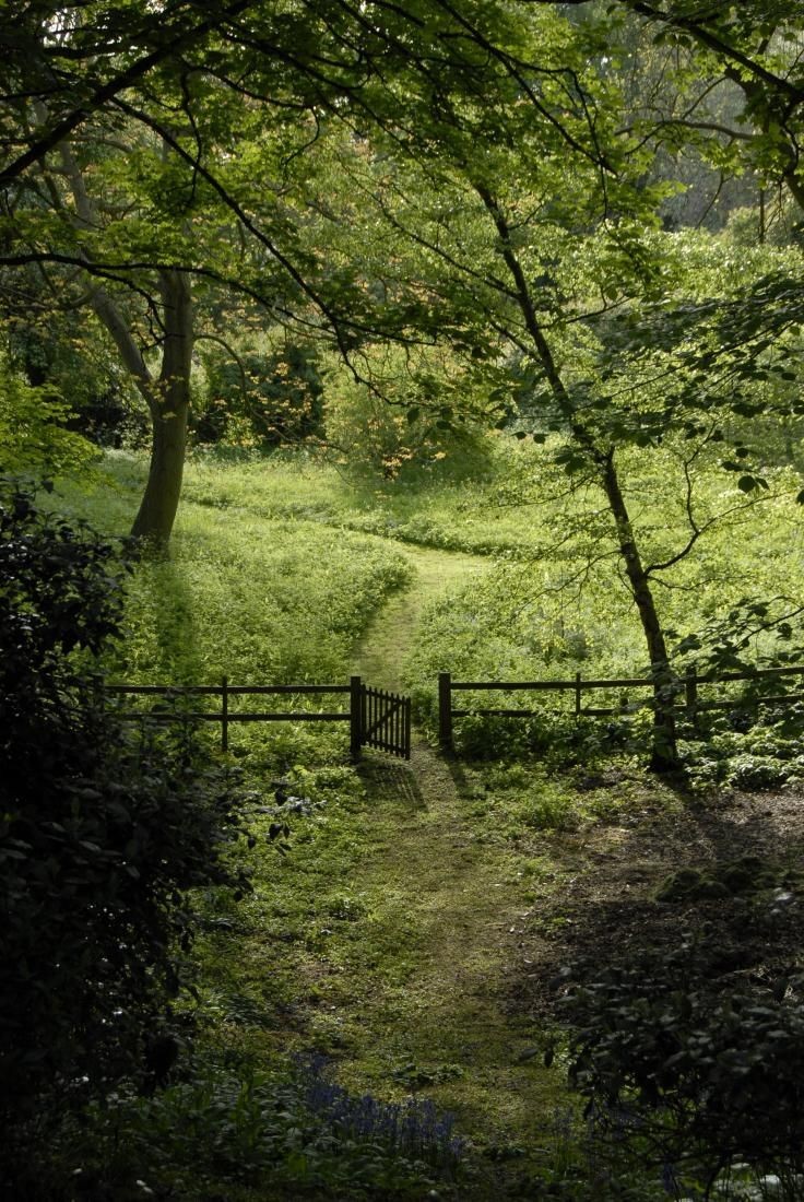 Landschap met pad door bos