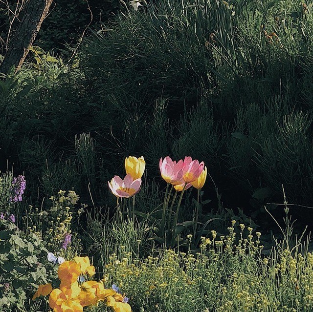 Tulpen en wilde bloemen in een ecologische border